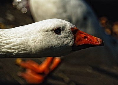 Goose