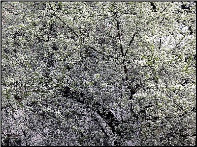 snow-white tree