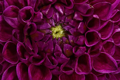  purple maze - Dahlia...