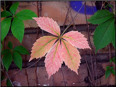 pale-red leaf