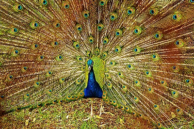 MR PEACOCK