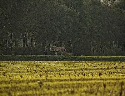 walking the horse