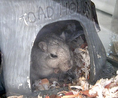 Toad House Rat