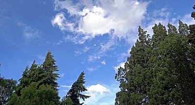 Sky & Trees