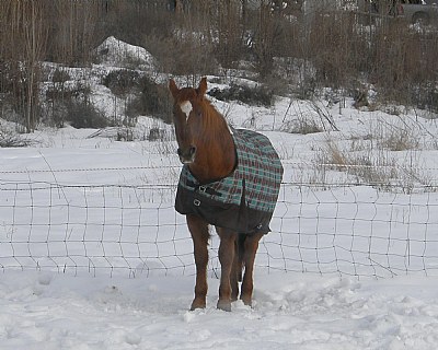 Horse Coat