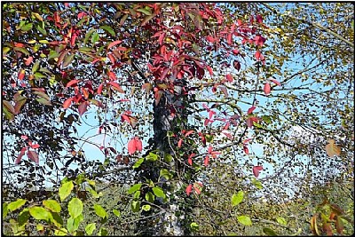 redleaf tree
