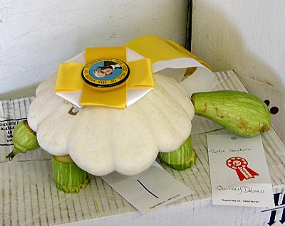 Squash Turtle