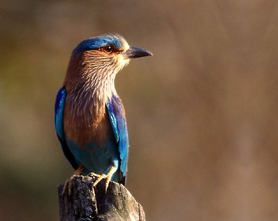 Striking blue !!