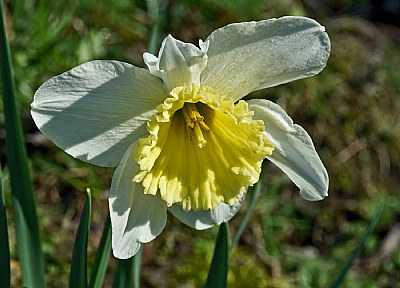 more daffiness