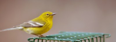 Yellow Finch 2017