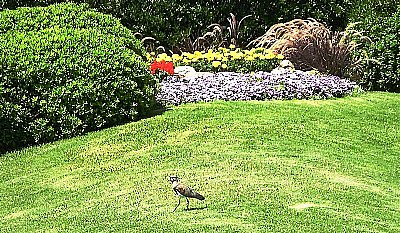 Bird and Flowers