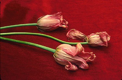 Dried Tulips