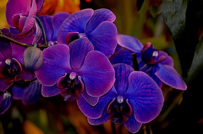 Orchids Of All Colors