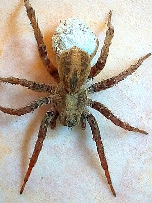 Animal