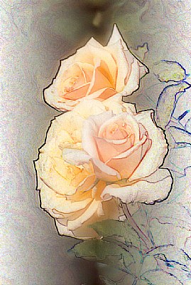 Soft Yellow Roses