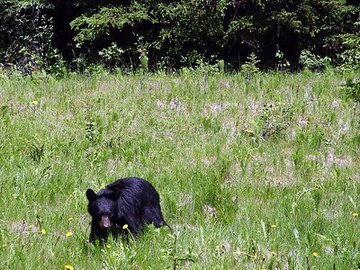 Black Bear
