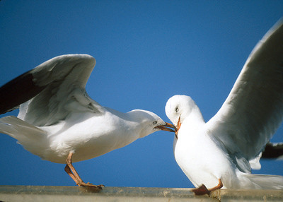 Seagulls White and Blue