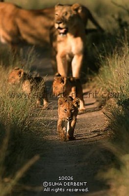 Lion (Panthera leo)