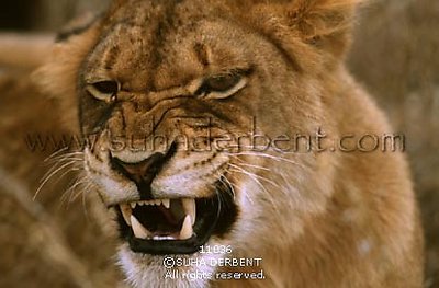 Lion (Panthera leo)