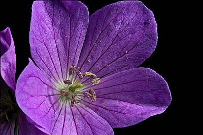 wild geranium face