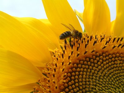 Buzy Bee