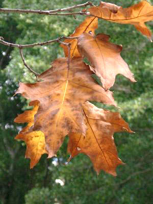 Fall 2000 ; Katoomba