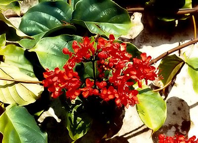 Clerodendro splendens