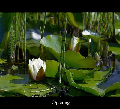 Opening