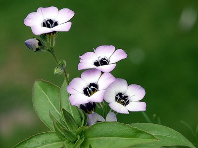 Tiny Flowers