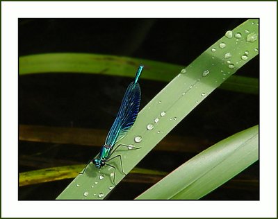 Blue Dragonfly