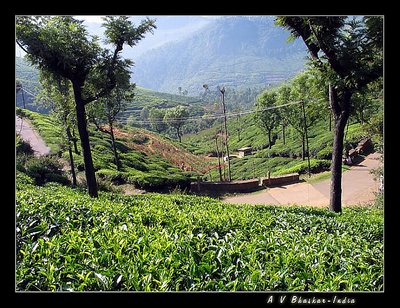 Tea Garden- Coonoor, India