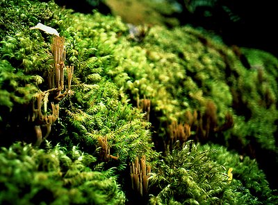 Trees of Fungi in a Forest of Moss