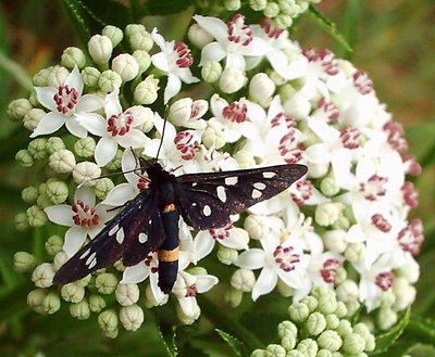 sorceress butterfly