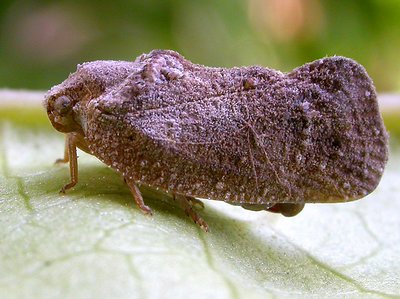 CAMY LEAFHOPPER