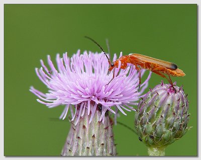 Rhagonycha fulva