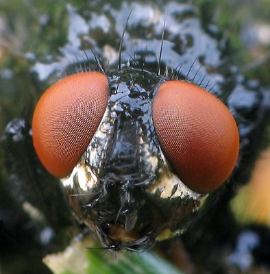 Wet Fly Close Up