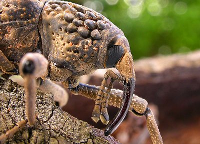 GNARLY WEEVIL