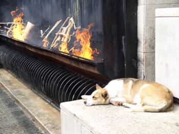 Stray Dog Keeping Warm