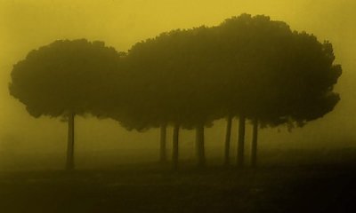 Pines in a fog