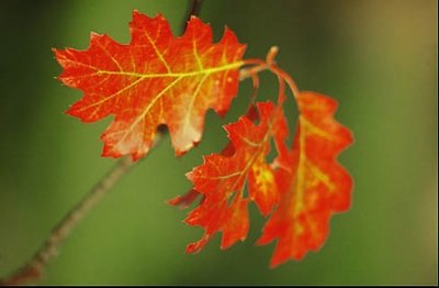 Autunm Oak
