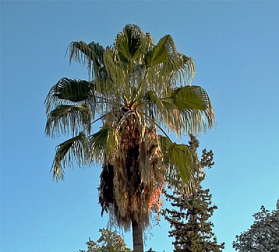 Light & Palm Tree