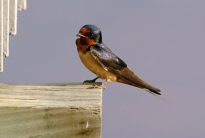 Barn swallow at rest