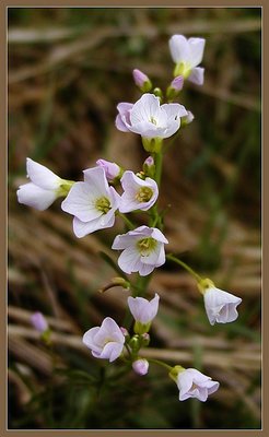 Wild Flower