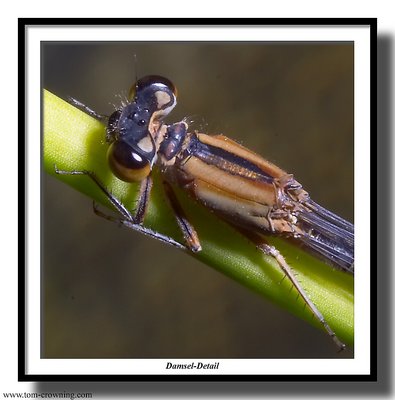 Damsel detail