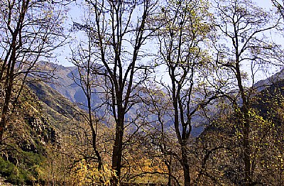 Trees & Mountain