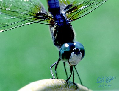 Dragonfly III