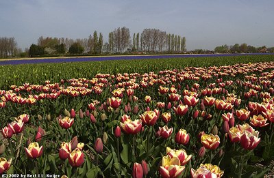 Another shot of tulips !!!