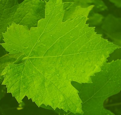 Full green