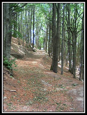 Campigna forest