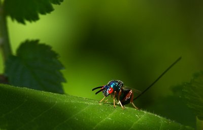 Parasitic Wasp